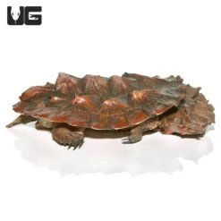Juvenile Mata Mata Turtle