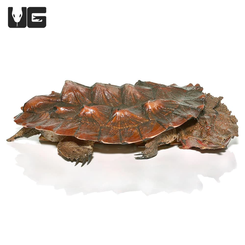Juvenile Mata Mata Turtle