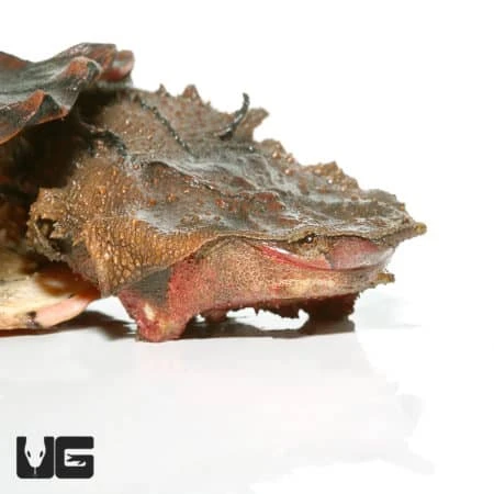 Juvenile Mata Mata Turtle - Image 2