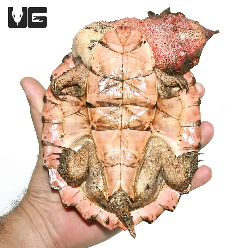 Juvenile Mata Mata Turtle - Image 3