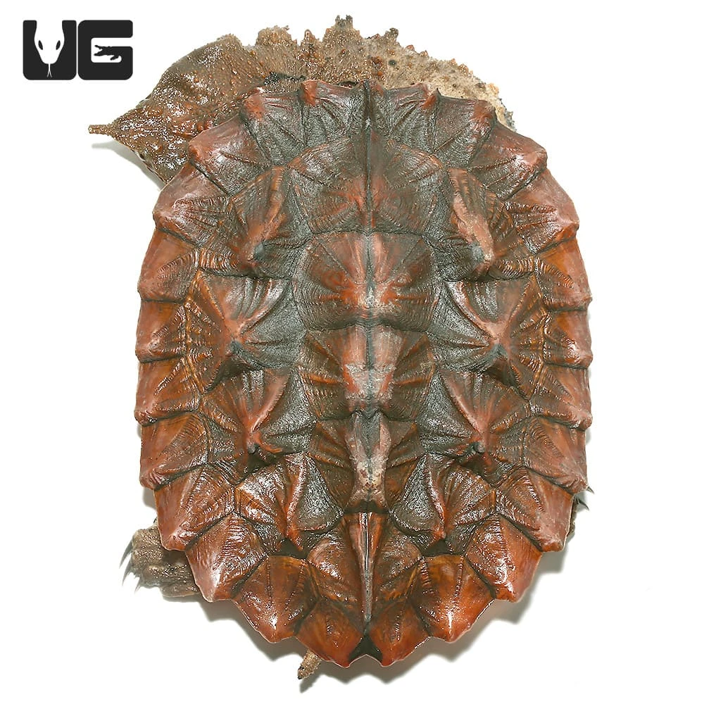 Juvenile Mata Mata Turtle - Image 4