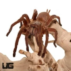 Mature Female Asian Fawn Tarantula (4 – 4.5″)