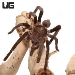 Mature Female Cameroon Tawny Red Baboon (3.5-4″)