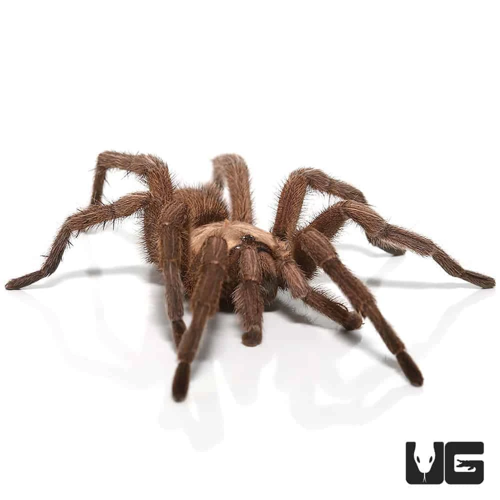 Mature Male Egyptian Olive Tarantula (3 – 4”)