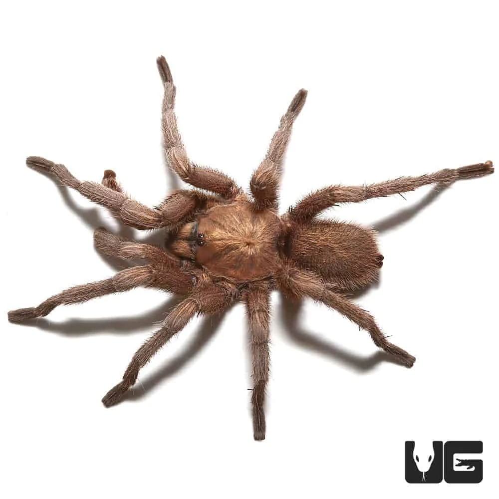Mature Male Egyptian Olive Tarantula (3 – 4”) - Image 2