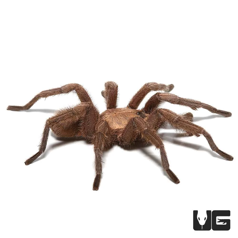 Mature Male Egyptian Olive Tarantula (3 – 4”) - Image 3