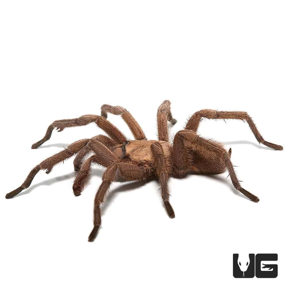 Mature Male Egyptian Olive Tarantula (3 – 4”) - Image 4