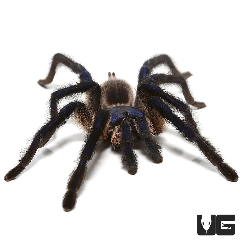 Socotra Island Blue Baboon Tarantula (3 – 4″)