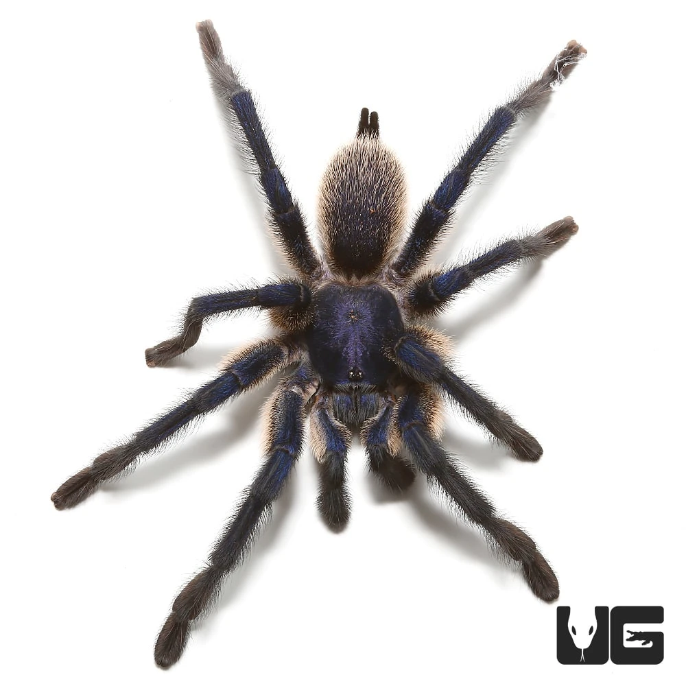 Socotra Island Blue Baboon Tarantula (3 – 4″) - Image 2