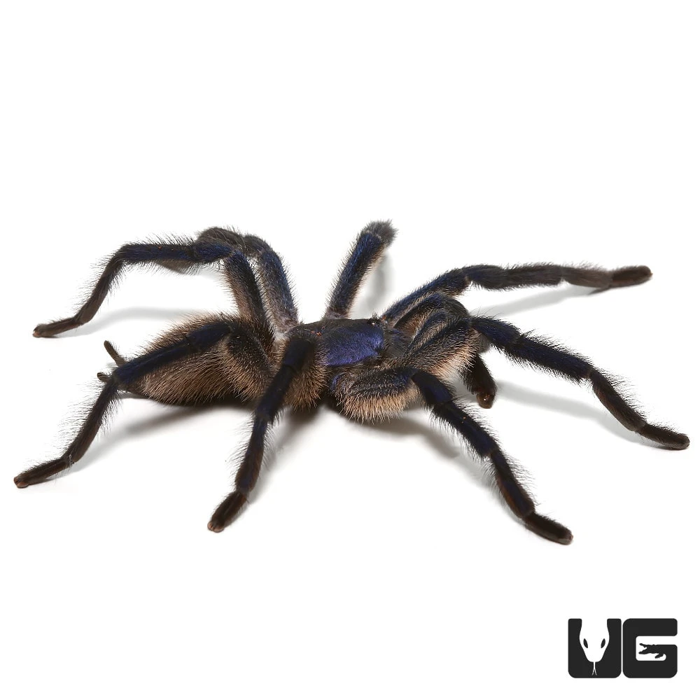 Socotra Island Blue Baboon Tarantula (3 – 4″) - Image 3