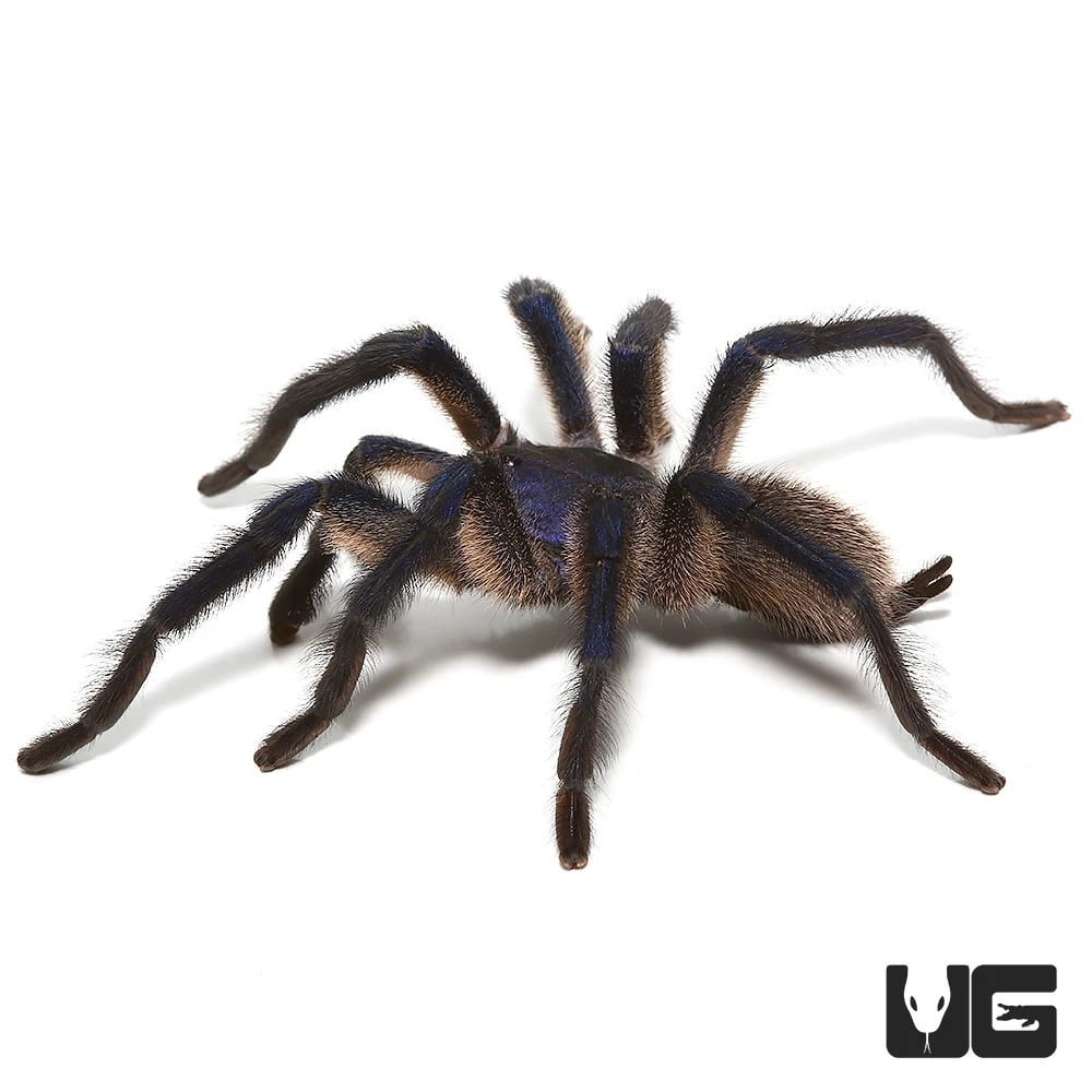 Socotra Island Blue Baboon Tarantula (3 – 4″) - Image 4