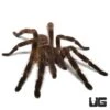Mature Male Wessel’s Tiger Ornamental Tarantula (4 – 5”)