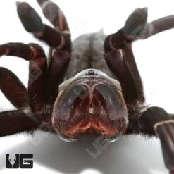 Mature Female Thai Black Earth Tiger Tarantula