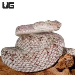 McGregor’s Pit Viper