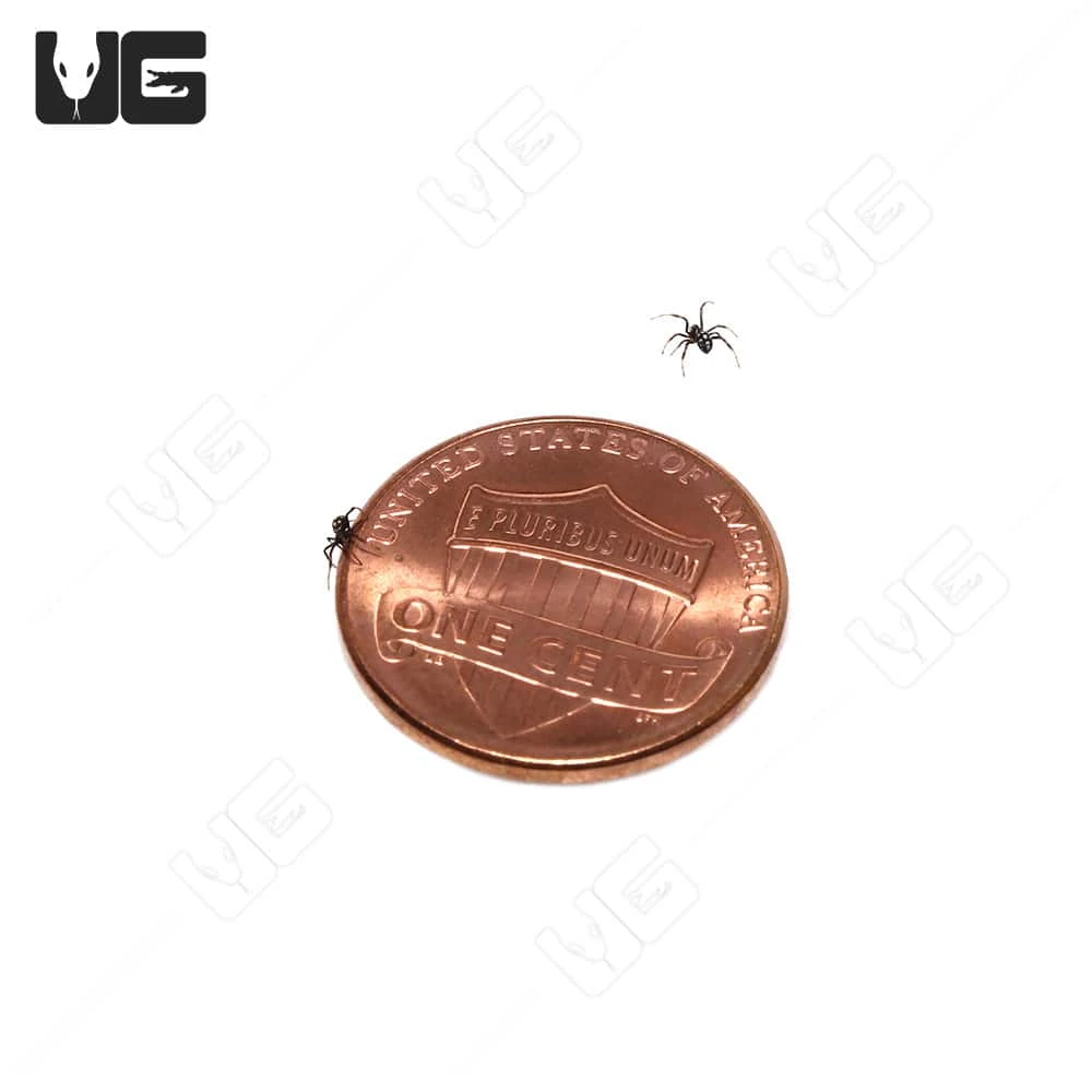 Mediterranean Black Widow Sling (.10-.25″) - Image 3