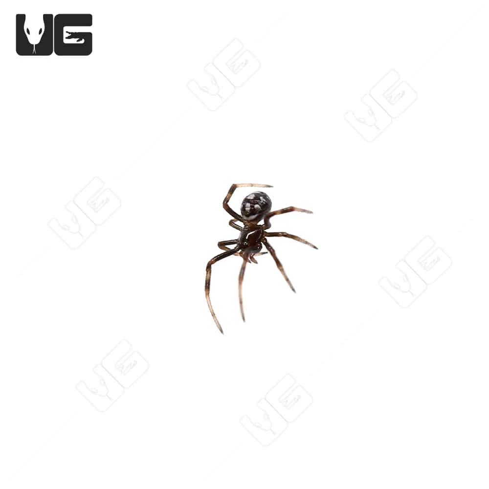 Mediterranean Black Widow Sling (.10-.25″) - Image 4