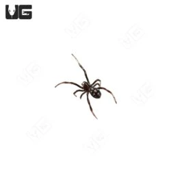 Mediterranean Black Widow Sling (.10-.25″)
