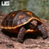 Baby Melanistic Red Foot Tortoise