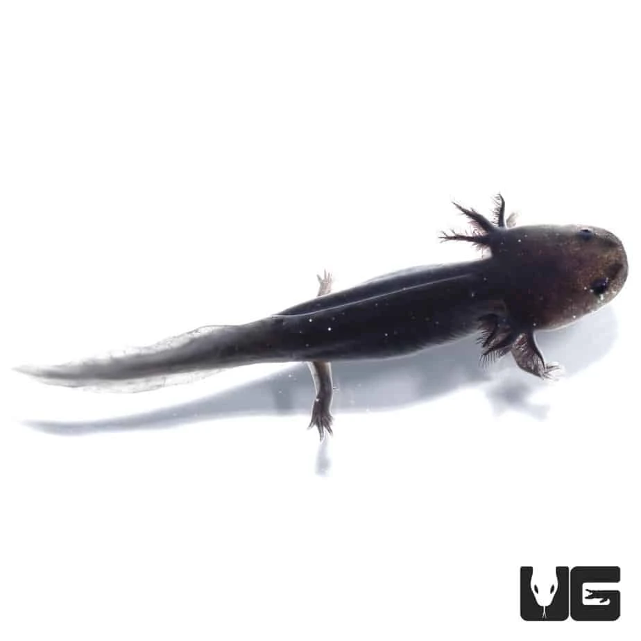 Melanoid Axolotl - Image 2