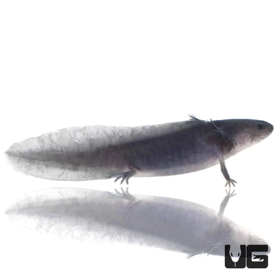 Melanoid Axolotl - Image 3
