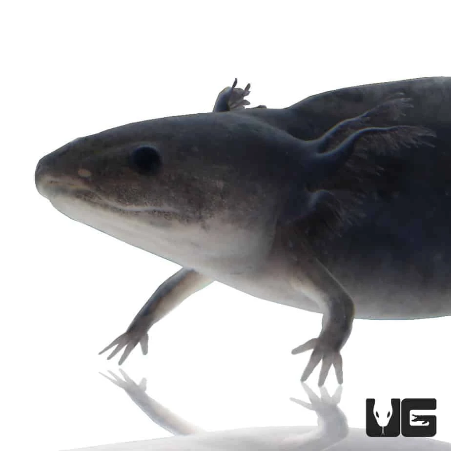 Melanoid Axolotl - Image 4