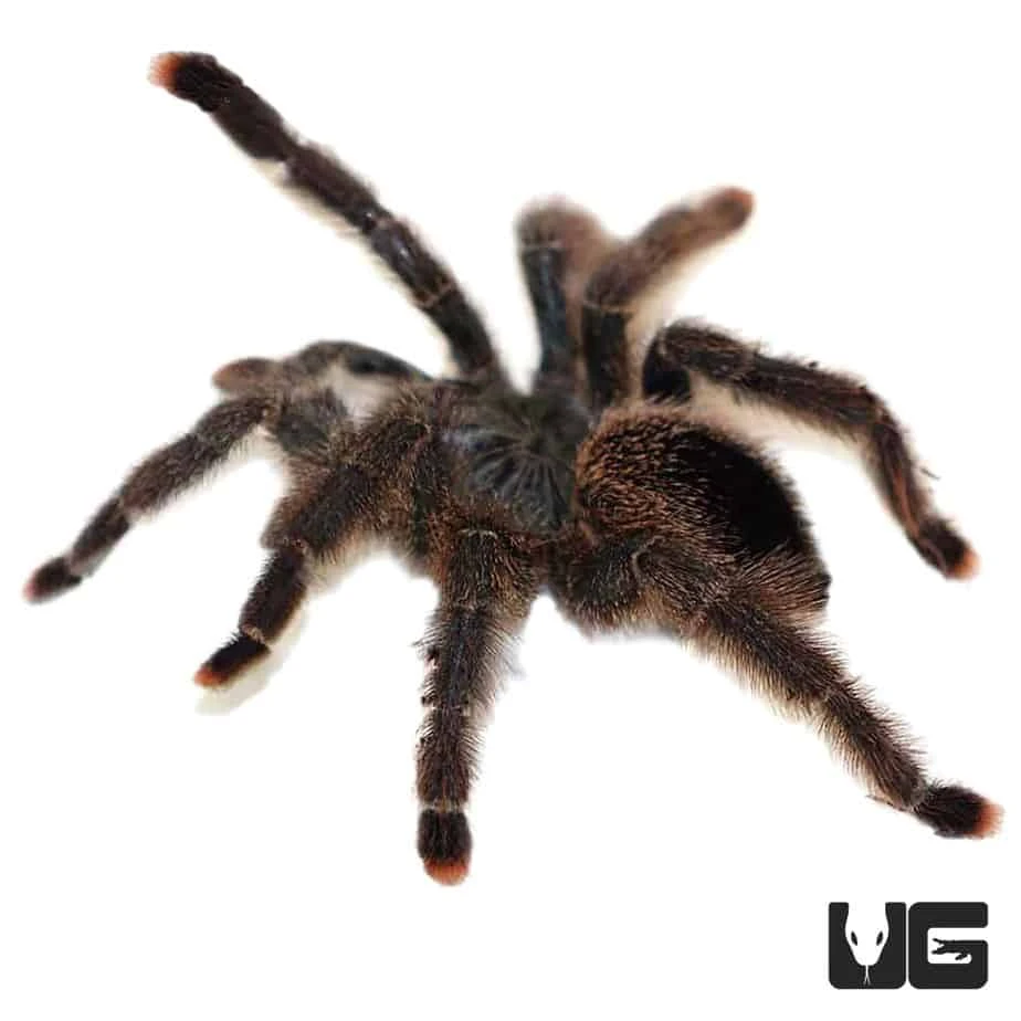 Metallic Pinktoe Tarantula (.25 β .75β) - Image 2