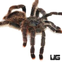 Metallic Pinktoe Tarantula (.25 – .75”)