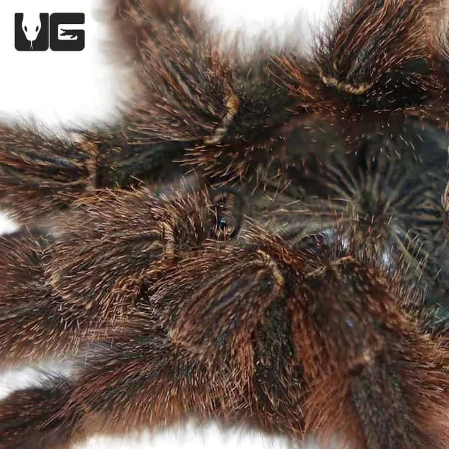 Metallic Pinktoe Tarantula (.25 β .75β) - Image 4