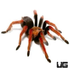 Mexican Fire Leg Tarantula (3 -4”)