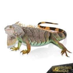 Female Miami Blue Iguana