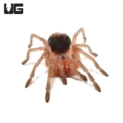 Mirador Giant Birdeater Tarantula (1”)