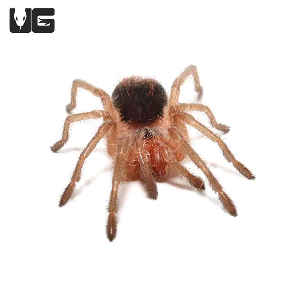 Mirador Giant Birdeater Tarantula (1โ)