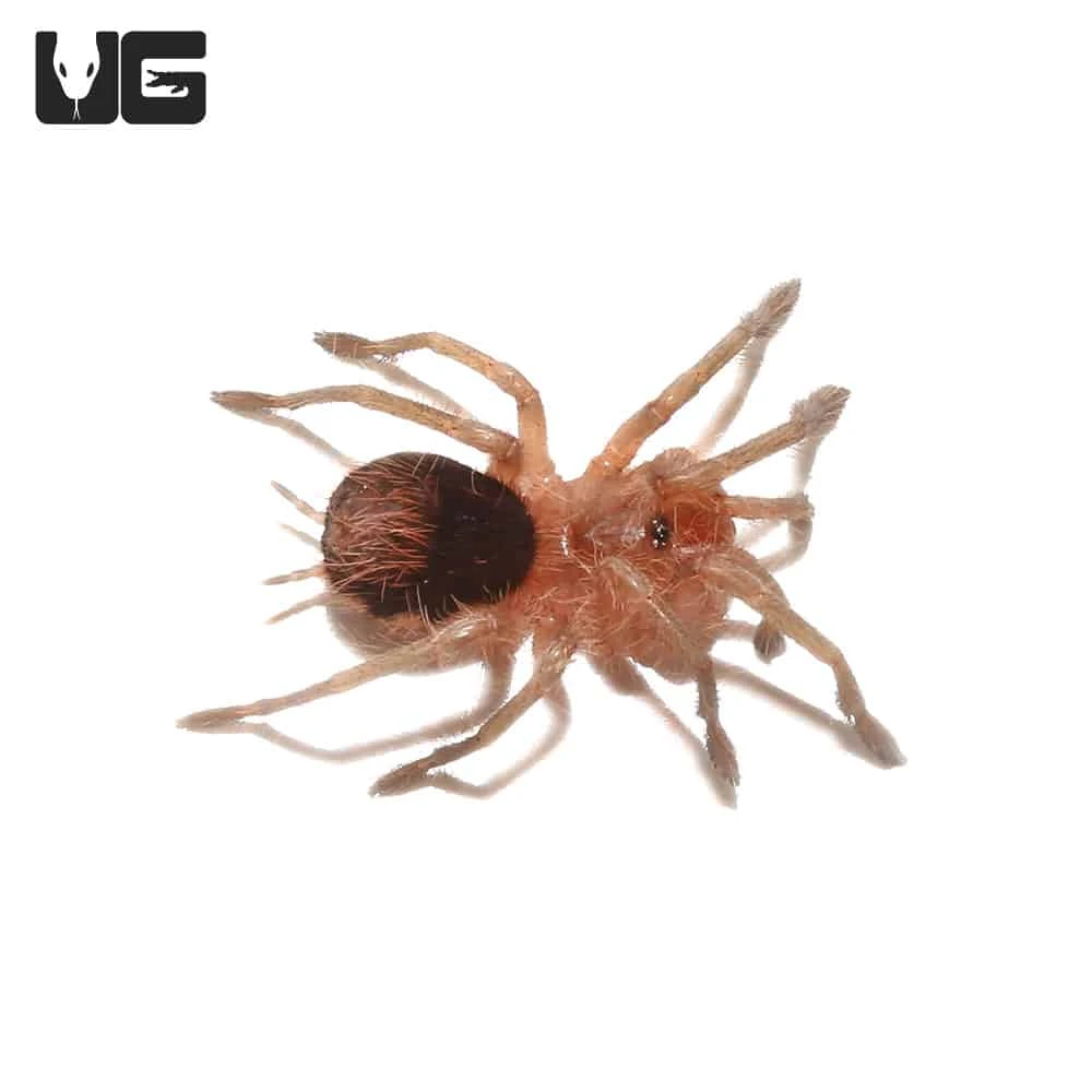Mirador Giant Birdeater Tarantula (1โ) - Image 3