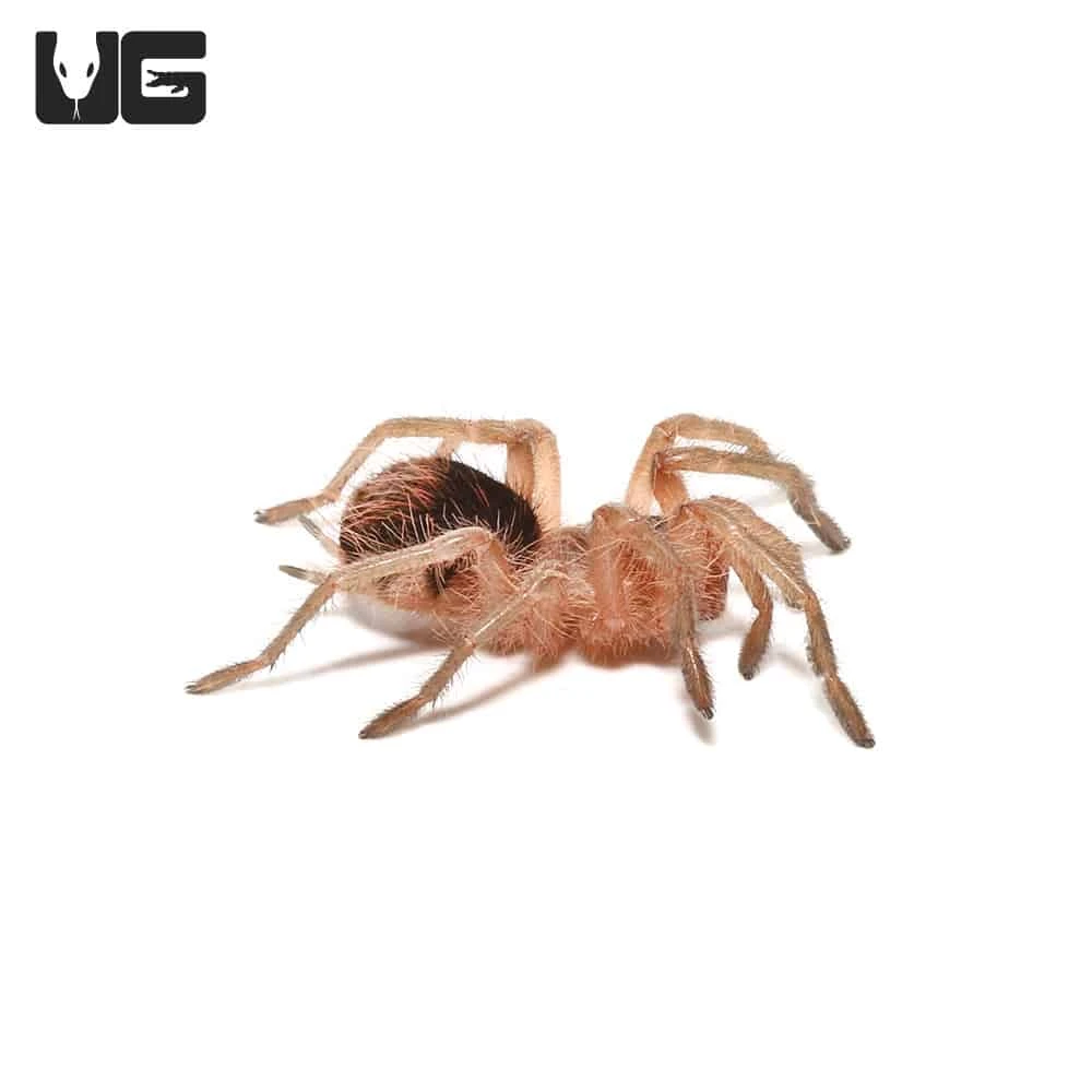 Mirador Giant Birdeater Tarantula (1โ) - Image 2