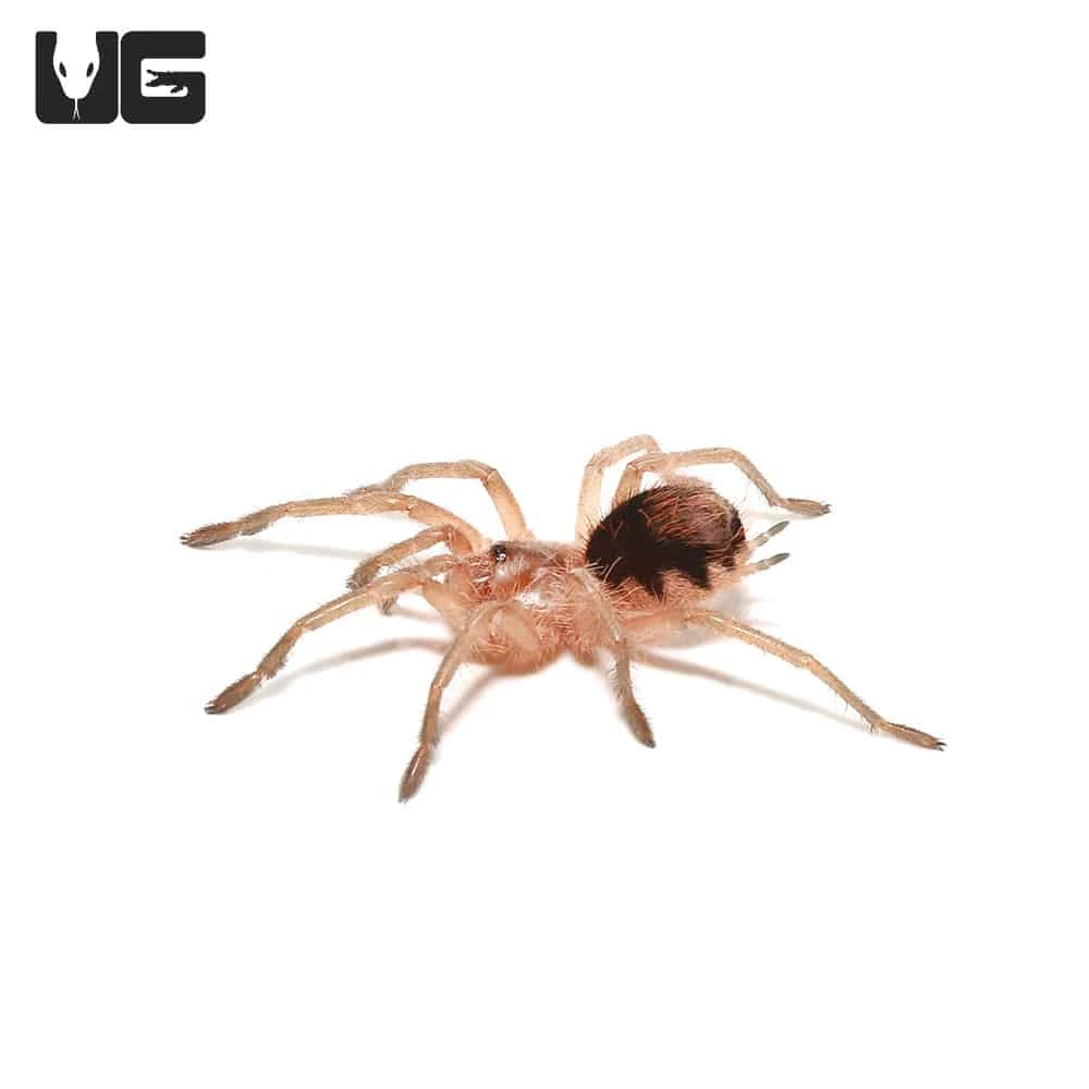 Mirador Giant Birdeater Tarantula (1โ) - Image 4