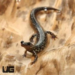 Mississippi Slimy Salamander
