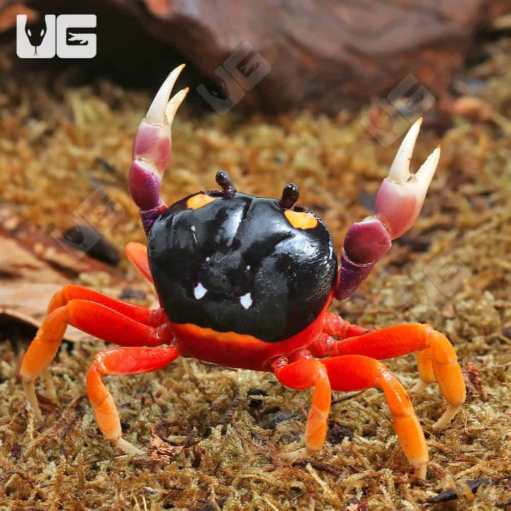 Moon Crab - Image 3