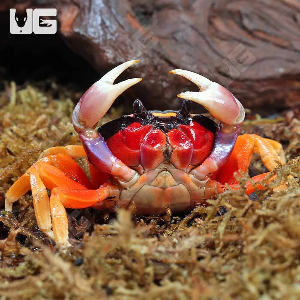 Moon Crab - Image 2