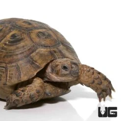 Moroccan Greek Tortoise