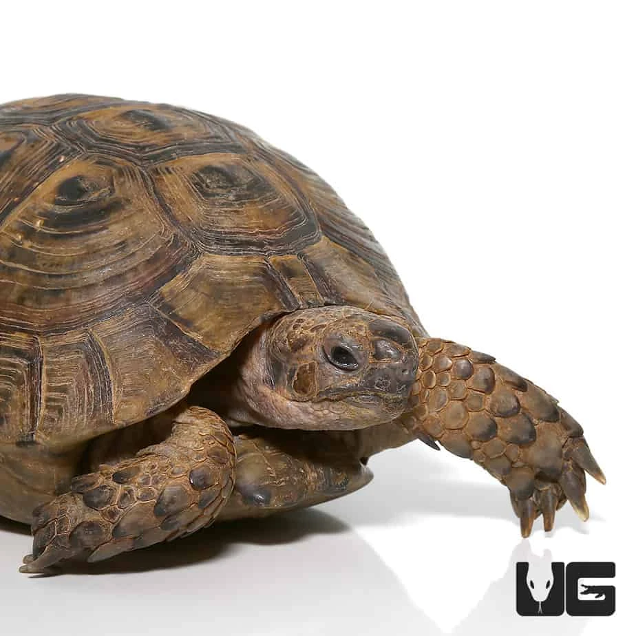 Moroccan Greek Tortoise