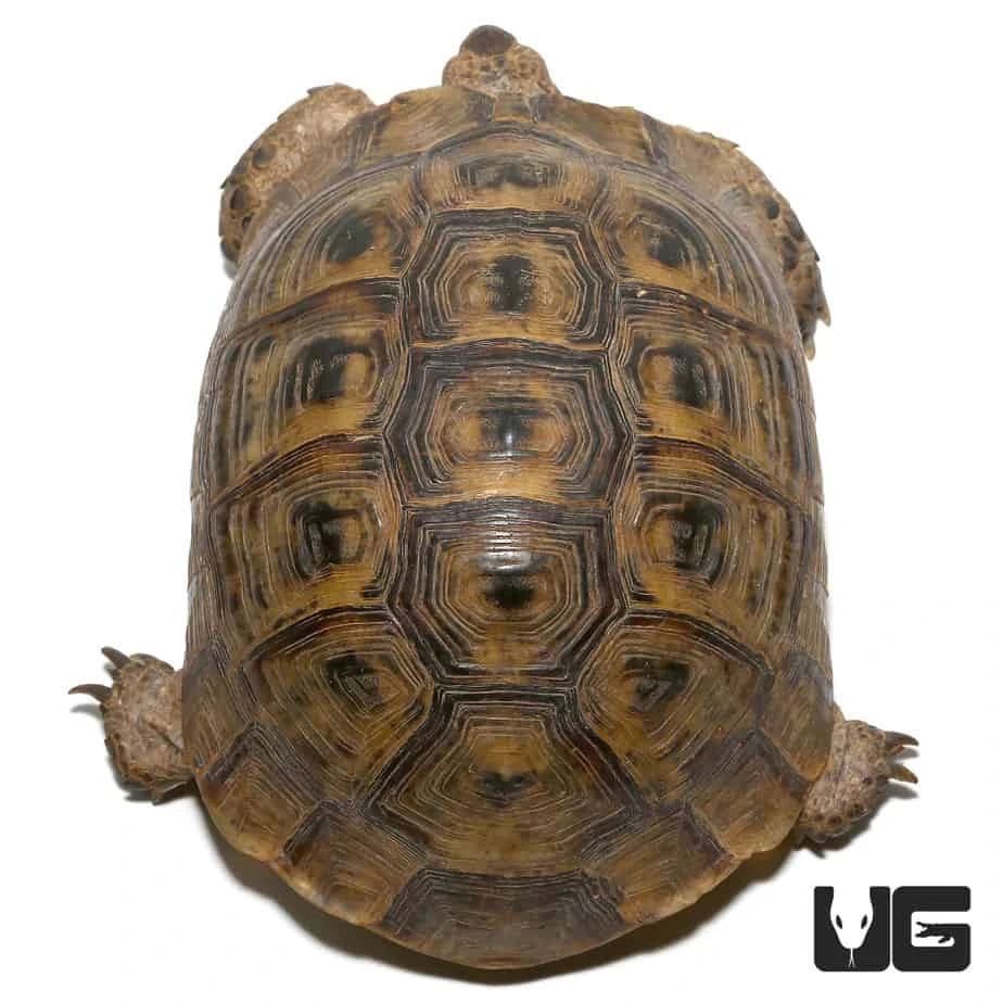 Moroccan Greek Tortoise - Image 2