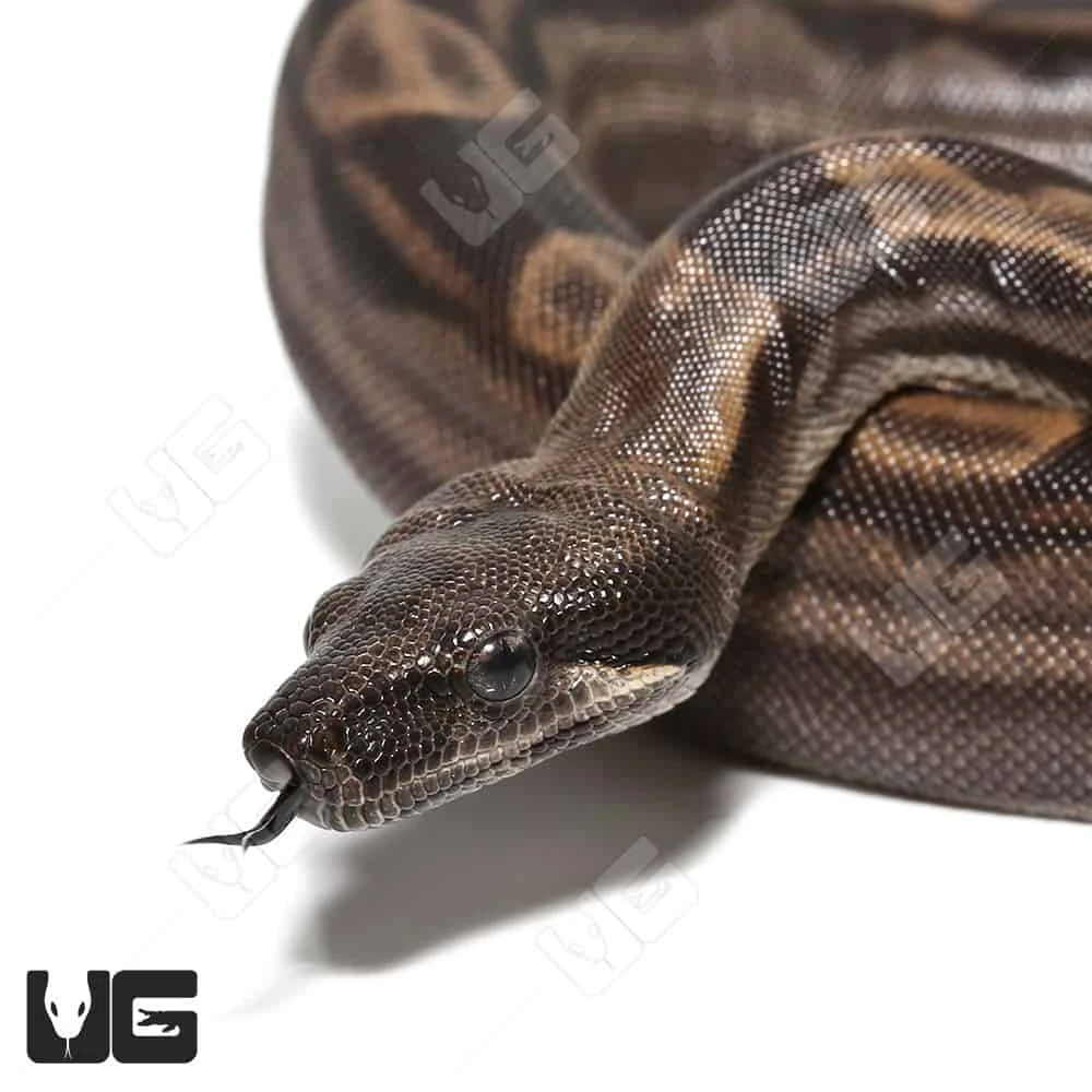 Male Motley Het Snow (Kahl/Anery Type 1) Colombian Boa #5 - Image 2