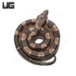 Male Motley Het Snow (Kahl/Anery Type 1) Colombian Boa #5