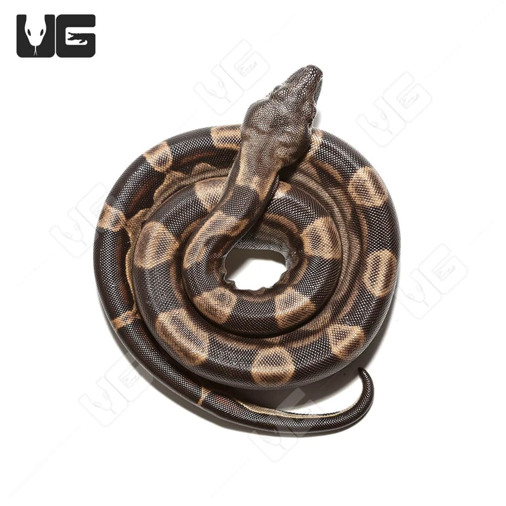 Male Motley Het Snow (Kahl/Anery Type 1) Colombian Boa #5