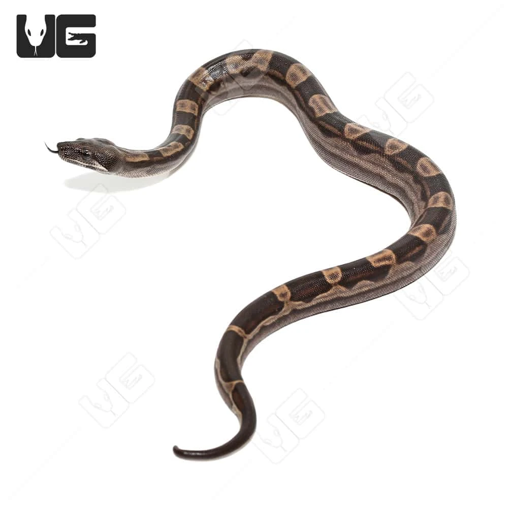 Male Motley Het Snow (Kahl/Anery Type 1) Colombian Boa #5 - Image 3