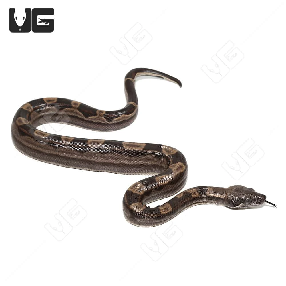 Male Motley Het Snow (Kahl/Anery Type 1) Colombian Boa #5 - Image 4