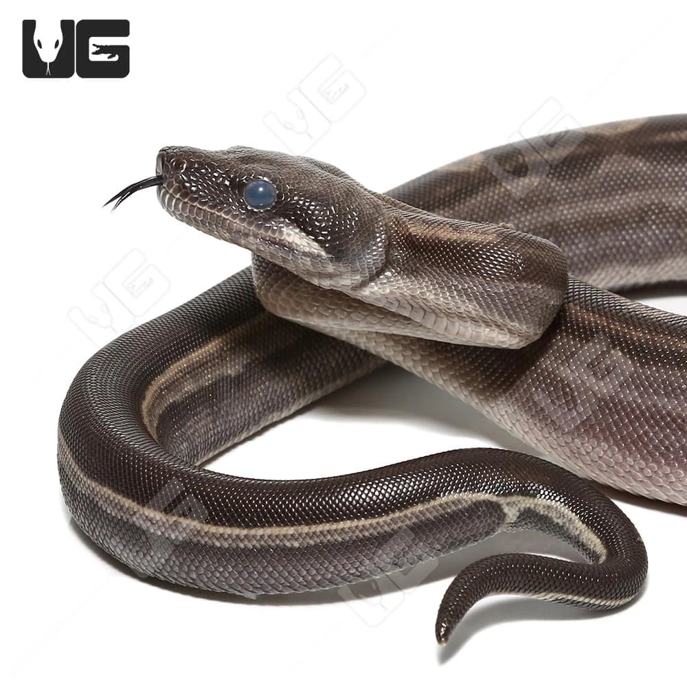 Male Motley Het Snow (Kahl/Anery Type 1) Boa #6 - Image 2