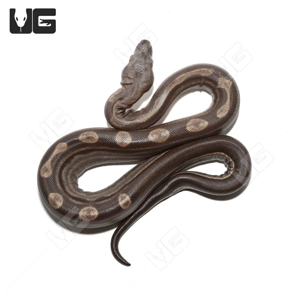 Male Motley Het Snow (Kahl/Anery Type 1) Boa #6