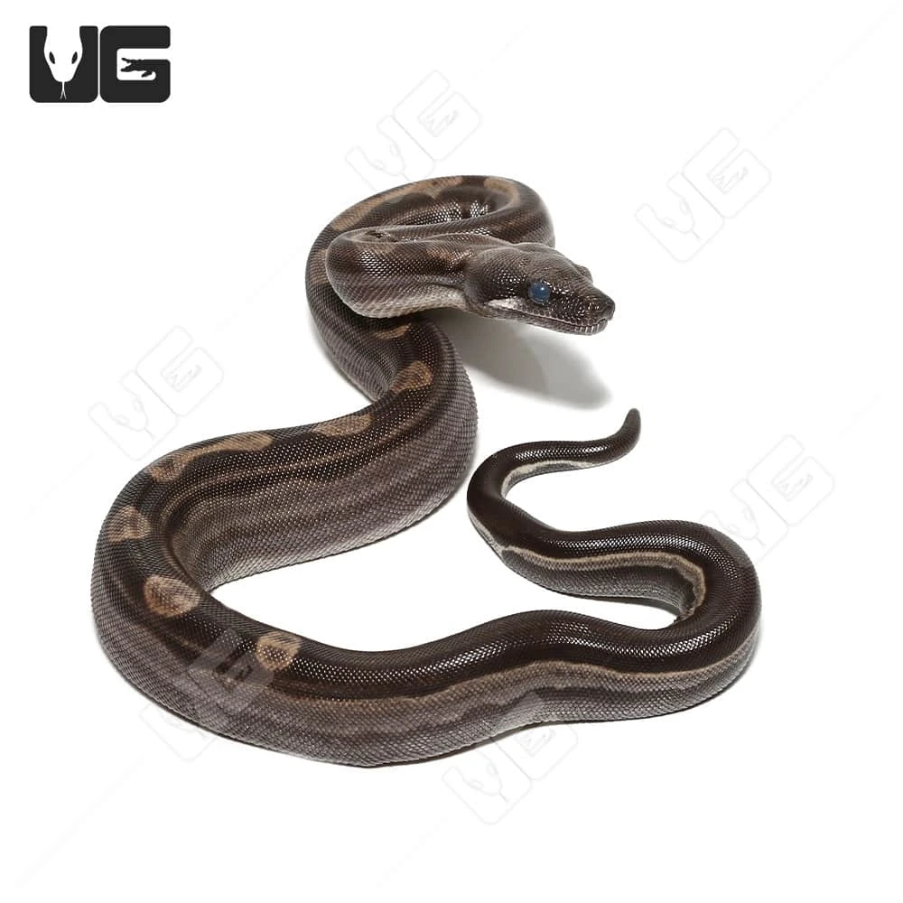 Male Motley Het Snow (Kahl/Anery Type 1) Boa #6 - Image 3