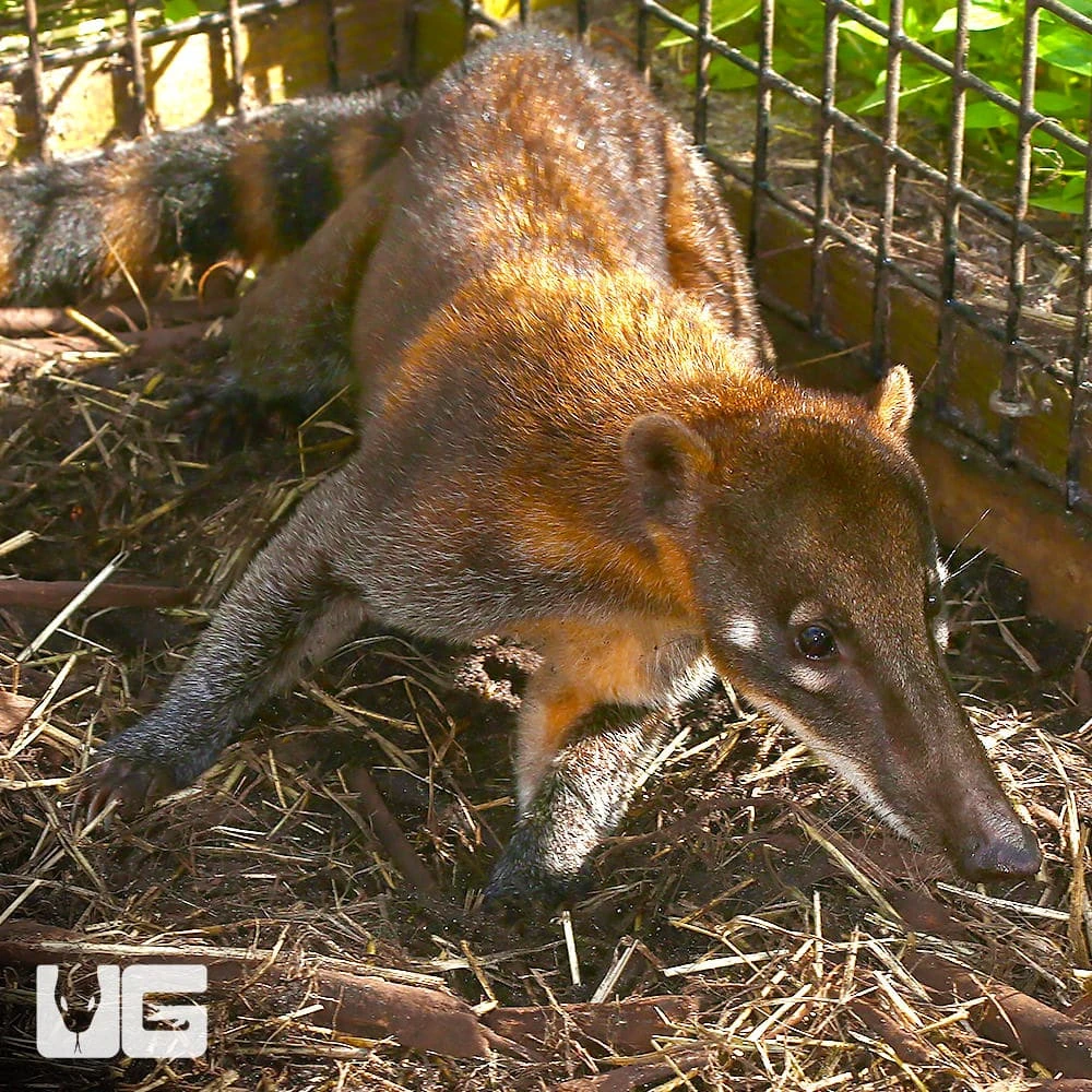 Mountain Coatimundi - Image 2